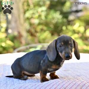 Peaches, Dachshund Puppy