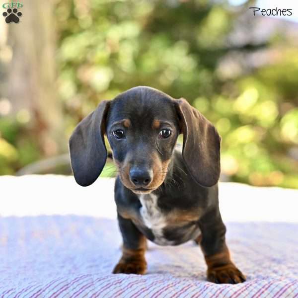 Peaches, Dachshund Puppy