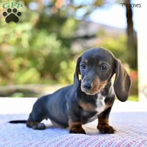 Peaches, Dachshund Puppy