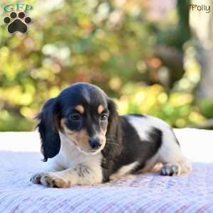 Polly, Dachshund Puppy