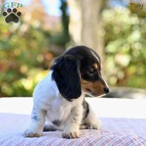 Polly, Dachshund Puppy