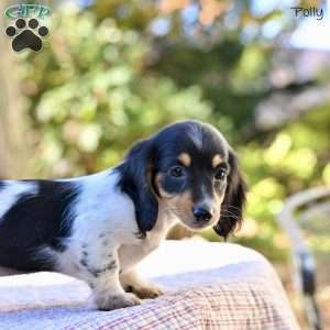 Polly, Dachshund Puppy