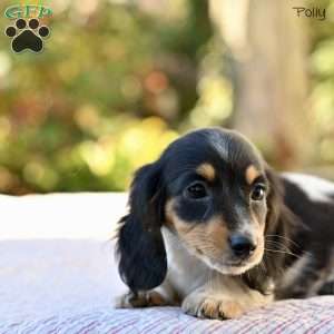Polly, Dachshund Puppy