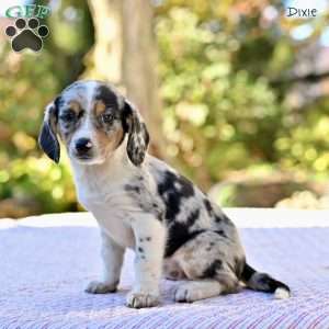 Dixie, Beagle Mix Puppy