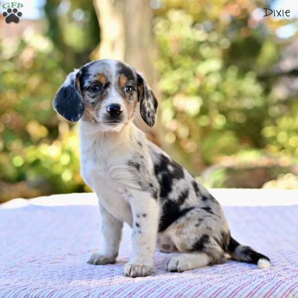 Dixie, Beagle Mix Puppy