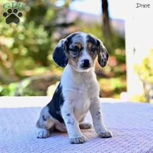 Dixie, Beagle Mix Puppy