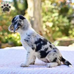 Dixie, Beagle Mix Puppy