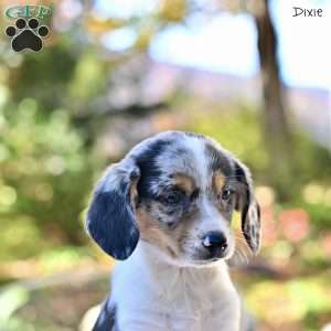 Dixie, Beagle Mix Puppy