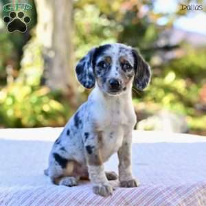 Dallas, Beagle Mix Puppy