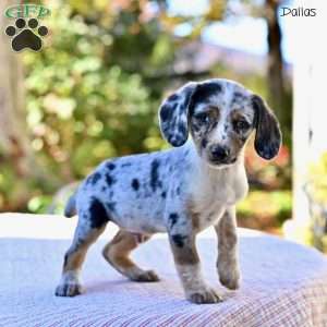 Dallas, Beagle Mix Puppy