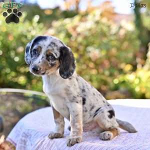 Dallas, Beagle Mix Puppy