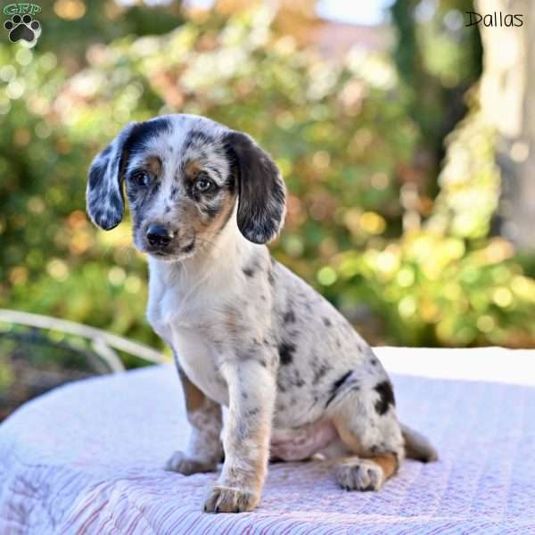 Dallas, Beagle Mix Puppy