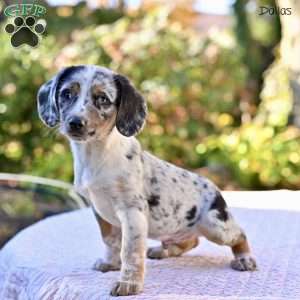 Dallas, Beagle Mix Puppy