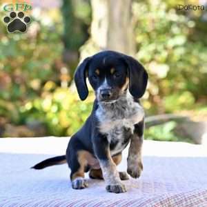 Dakota, Beagle Mix Puppy