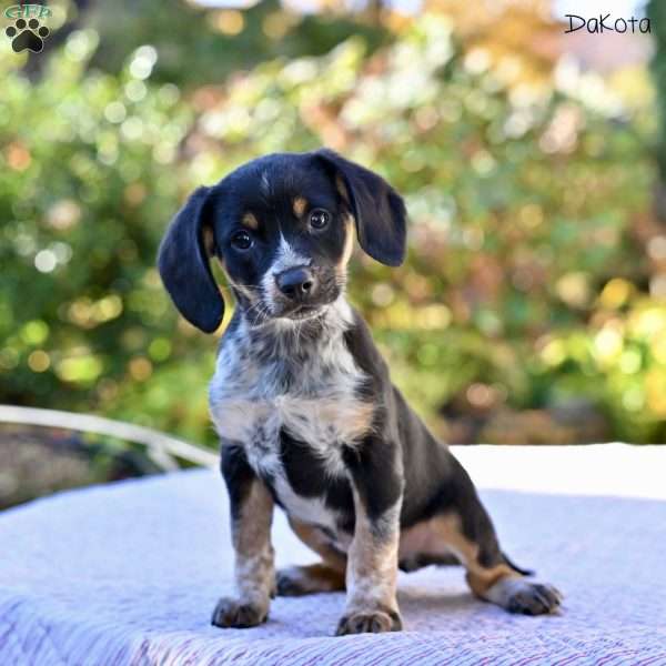 Dakota, Beagle Mix Puppy