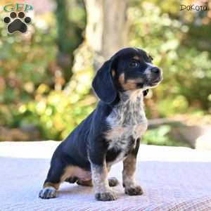 Dakota, Beagle Mix Puppy