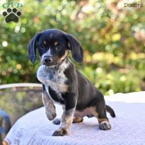 Dakota, Beagle Mix Puppy