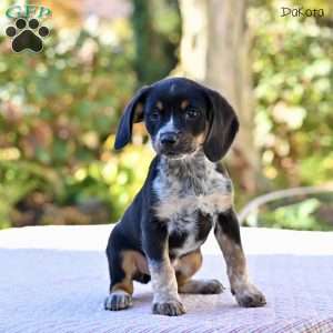 Dakota, Beagle Mix Puppy