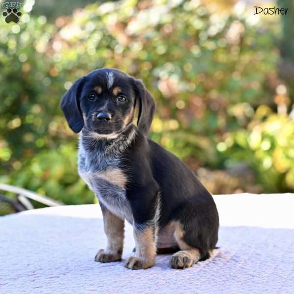 Dasher, Beagle Mix Puppy