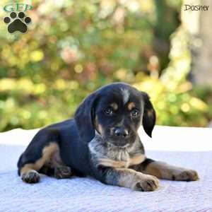 Dasher, Beagle Mix Puppy