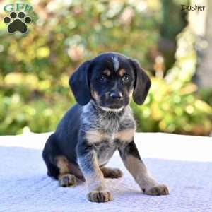 Dasher, Beagle Mix Puppy