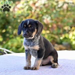 Dasher, Beagle Mix Puppy