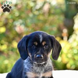 Dasher, Beagle Mix Puppy