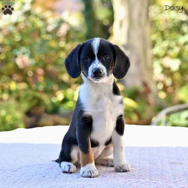 Daisy, Beagle Mix Puppy