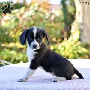 Daisy, Beagle Mix Puppy
