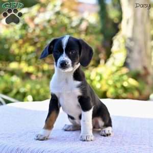 Daisy, Beagle Mix Puppy