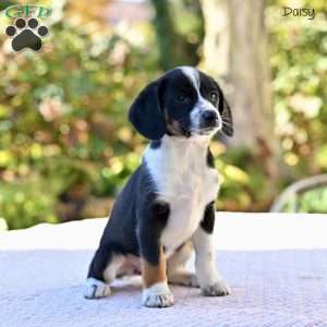 Daisy, Beagle Mix Puppy