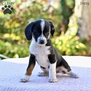 Daisy, Beagle Mix Puppy