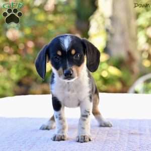 Dawn, Beagle Mix Puppy