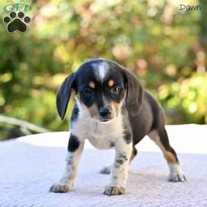 Dawn, Beagle Mix Puppy