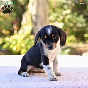 Dawn, Beagle Mix Puppy