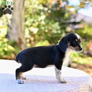 Dawn, Beagle Mix Puppy