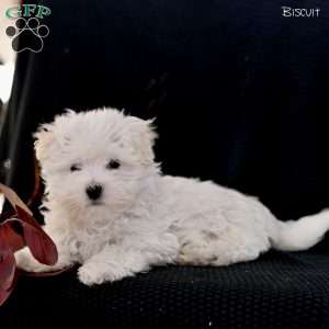 Biscuit, Maltese Puppy