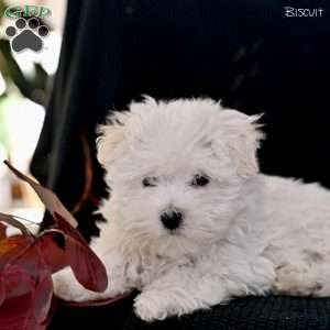 Biscuit, Maltese Puppy