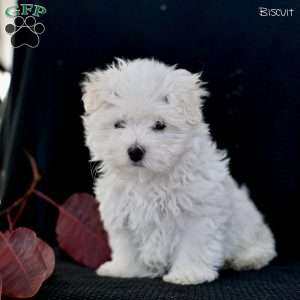 Biscuit, Maltese Puppy