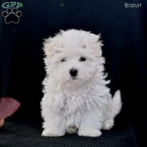 Biscuit, Maltese Puppy
