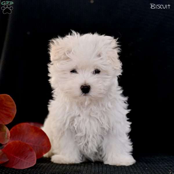 Biscuit, Maltese Puppy