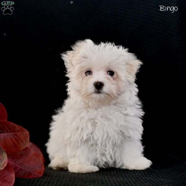 Bingo, Maltese Puppy