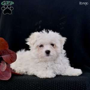 Bingo, Maltese Puppy