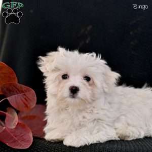 Bingo, Maltese Puppy
