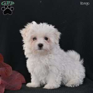 Bingo, Maltese Puppy
