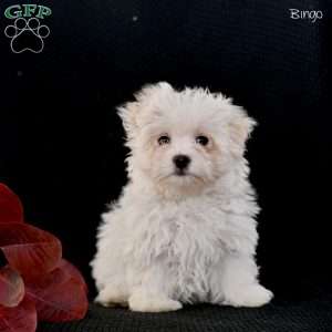 Bingo, Maltese Puppy