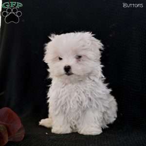 Buttons, Maltese Puppy