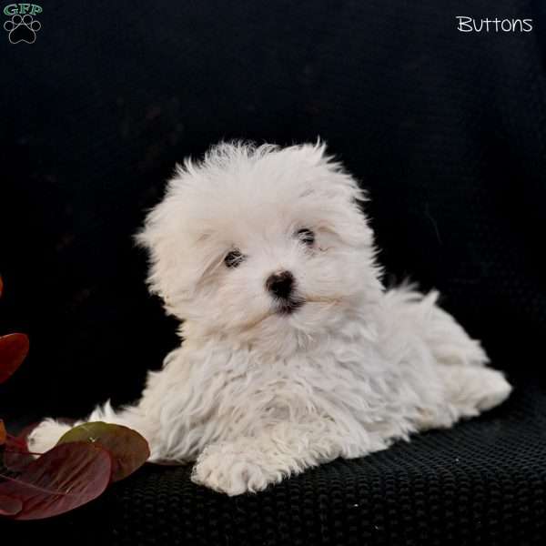 Buttons, Maltese Puppy