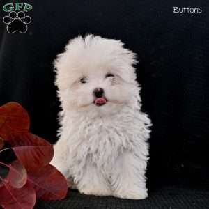 Buttons, Maltese Puppy