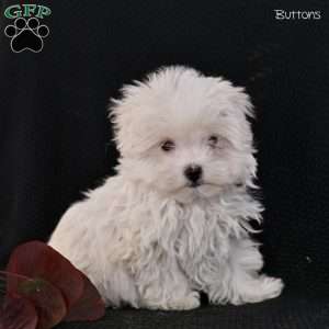 Buttons, Maltese Puppy